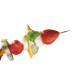 Pique bois de 30 cm compostable pour brochette