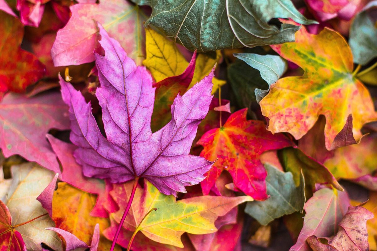 Vaisselle jetable pour l‚Äôautomne 2021, quelles sont les couleurs √† la mode cette saison